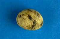 藏品(高腰蜑螺)的圖片